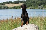 DOBERMANN 1139